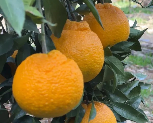 제주 노지 한라봉 중대특 5kg