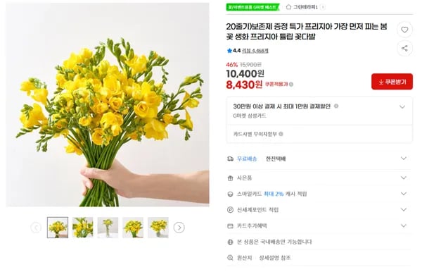 생화 프리지아 꽃다발 20줄기