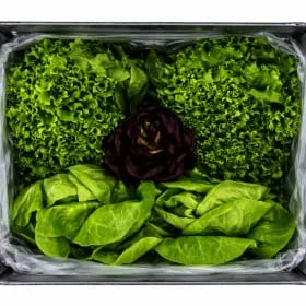 유러피안 샐러드채소 1kg 외 다양