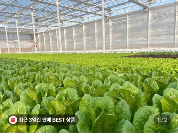 유러피안 샐러드 외 다양 1kg