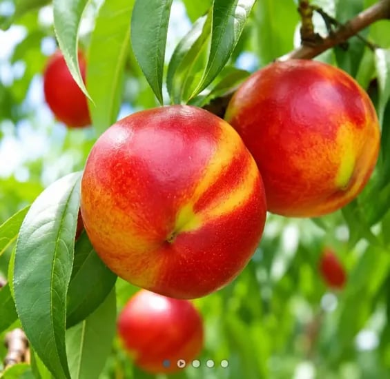 보배 천도복숭아 1.1kg (12,950원) (무료)