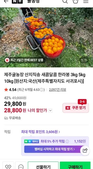 제주 산지직송 한라봉 10kg