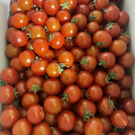 스테비아 토마토 토망고 500g x 4팩(10755) 랜덤과 5kg (9,650)