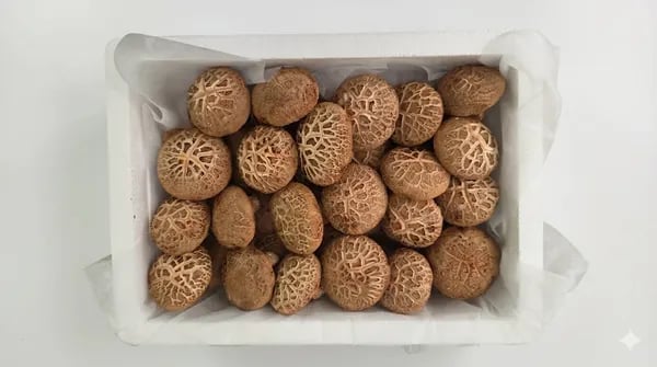 국내산 생표고버섯 가정용 1kg