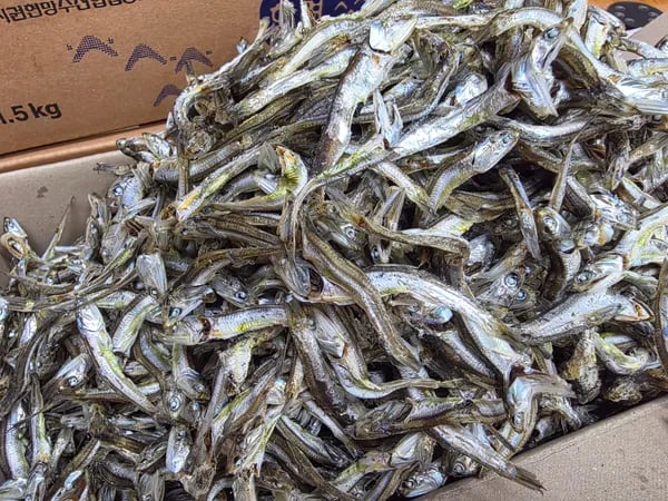 남해안 햇 멸치 다시용/안주용/무침용 고주바 멸치 1.5kg