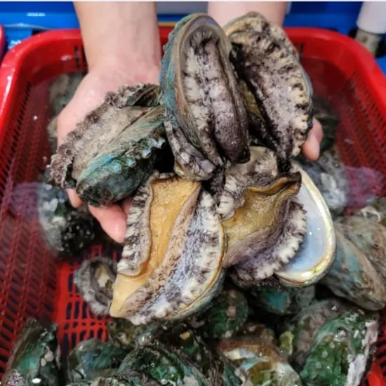 완도 산지직송 활 전복 1kg (11~12미)