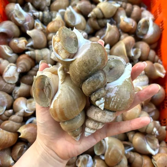 동해안 생물 백고동 1kg 55-65미