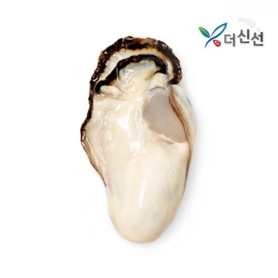통영산 최상급 햇 통통생굴 속살 1kg