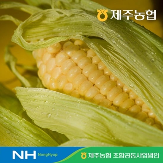 제주농협 정품 초당옥수수(국산) 특품 3kg 15cm이상 10개입~