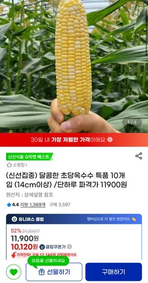 초당옥수수 특품 10개