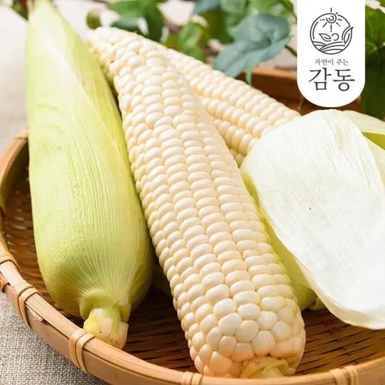남도 햇 찰옥수수 14cm이상 특크기 미백 15개입