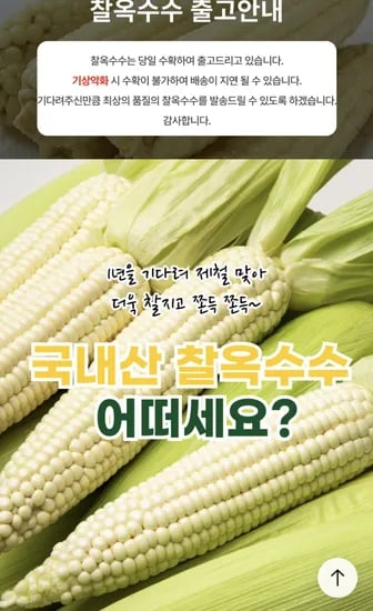 찰옥수수 11개 (16~20cm)