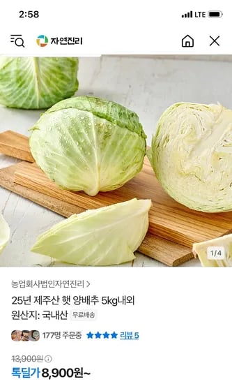 톡딜) 25년 제주산 햇 양배추 5kg 8900원 무배