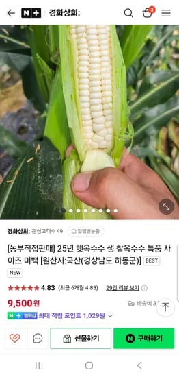 네이버)햇 찰옥수수 특품(16cm내외) 12개 9,500원