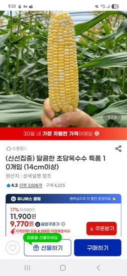 지마켓)초당옥수수 특품 10개입 14cm이상 유클 9770원 무배