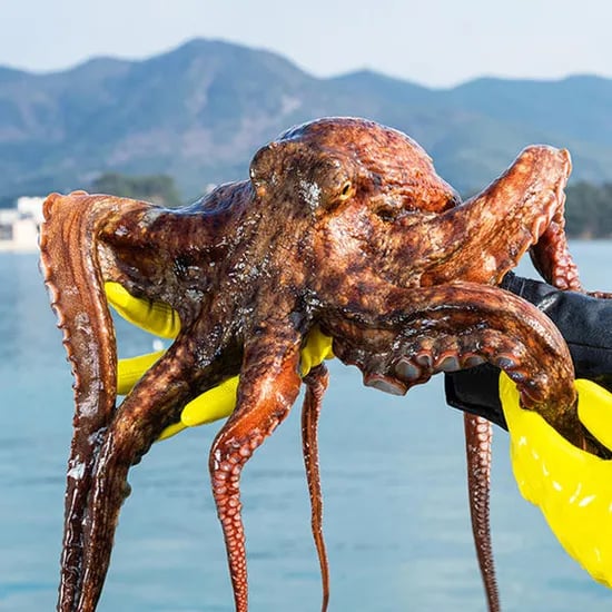 11번가) 자연산 생물 돌문어 1kg 카드할인 20,860원