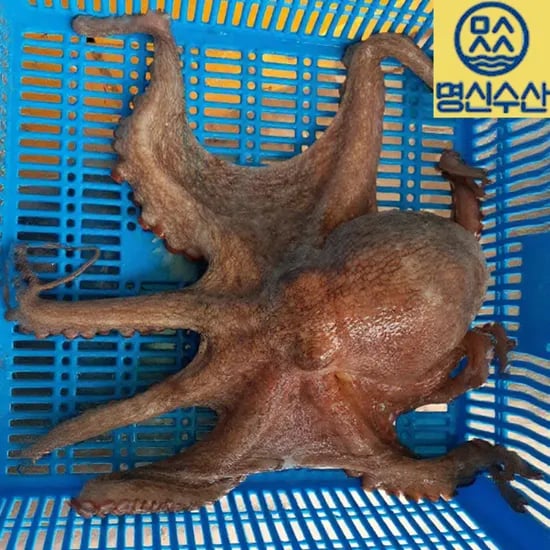 남도장터) 돌문어 1kg 13,200원