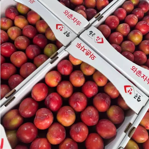 경북 와촌 자두 2kg