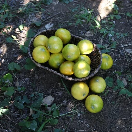 황금향 1kg 소과 6-8과