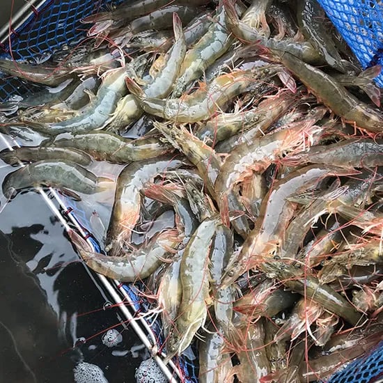 국내산 활 흰다리새우 1kg 28-35미
