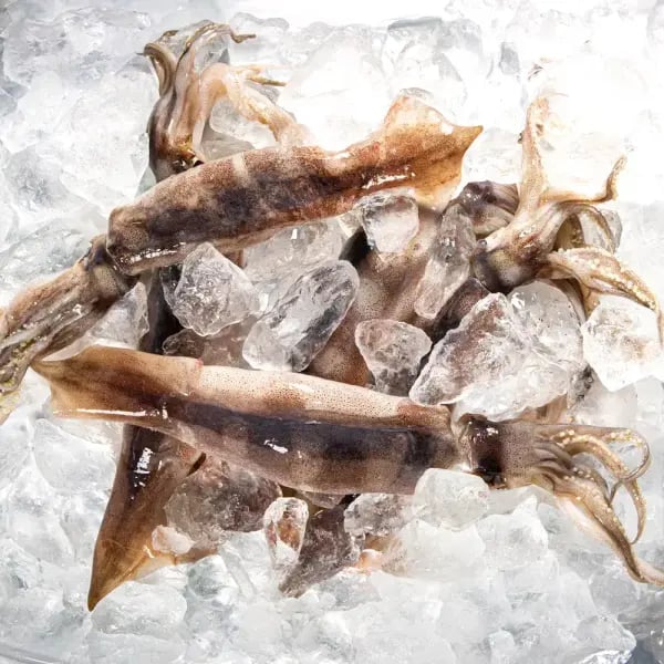 현해랑 국내산 통찜용 오징어 1kg 8-13미