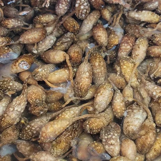 산지직송 제철 오만둥이 3kg