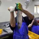 생선구이 킬러 고! 국내산 손질자반 고등어 특대 2마리