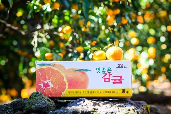 노지감귤 5kg