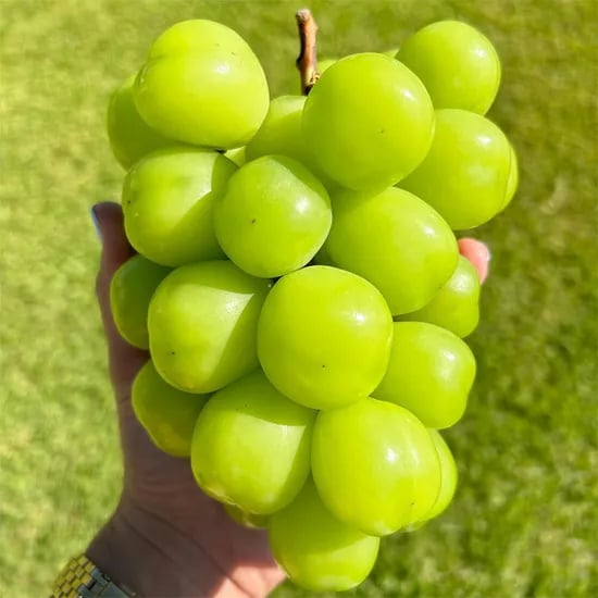 샤인머스켓 2kg 2-3송이