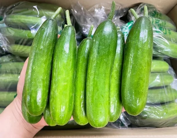 햇스낵오이 1kg