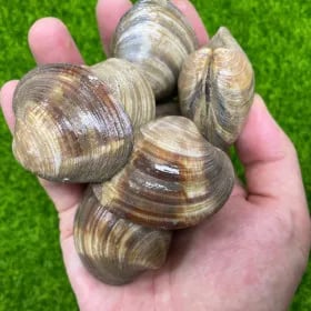 백생합 백합조개 1.5kg