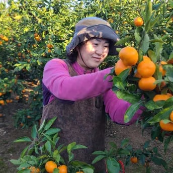 서귀포 노지 조생귤 로얄과 3kg