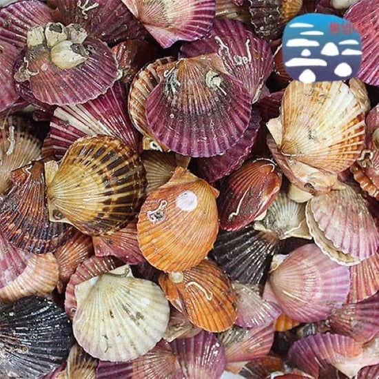 이순신수산 통영 제철 비단 홍가리비 2kg