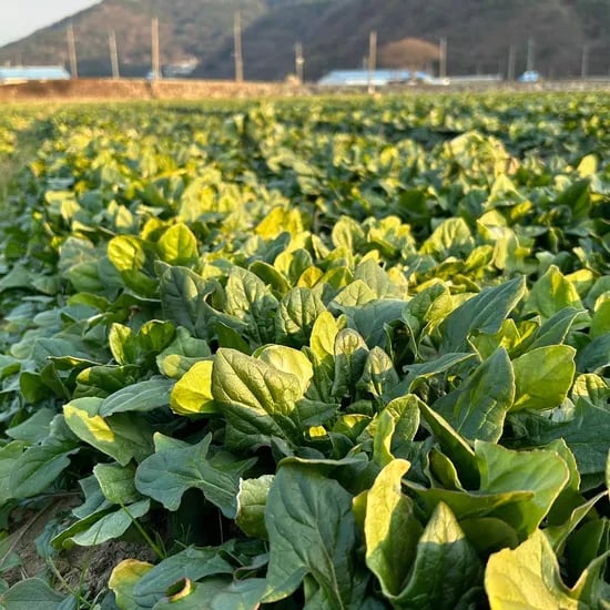 해풍 맞은 남해 시금치 보물초 남해초 1kg