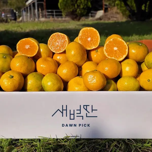 서귀포 조생감귤 대과 9kg
