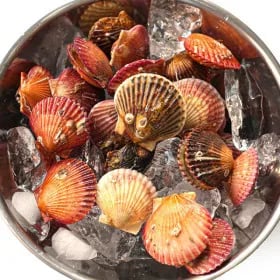 제철 홍가리비 3kg 70미 초장 증정