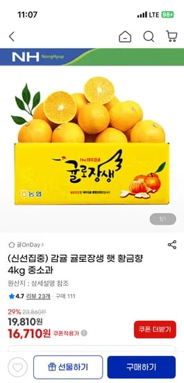 귤로장생 햇 황금향 4kg 중소과 (20과-40과내외)