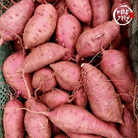 해남 호박고구마 중 5kg