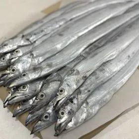 제주 생물갈치 2.5지-3.5지 내외 20마리