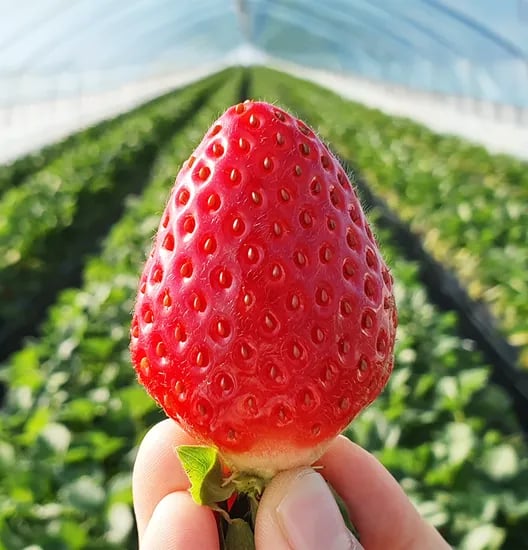 프리미엄 설향 딸기 1kg