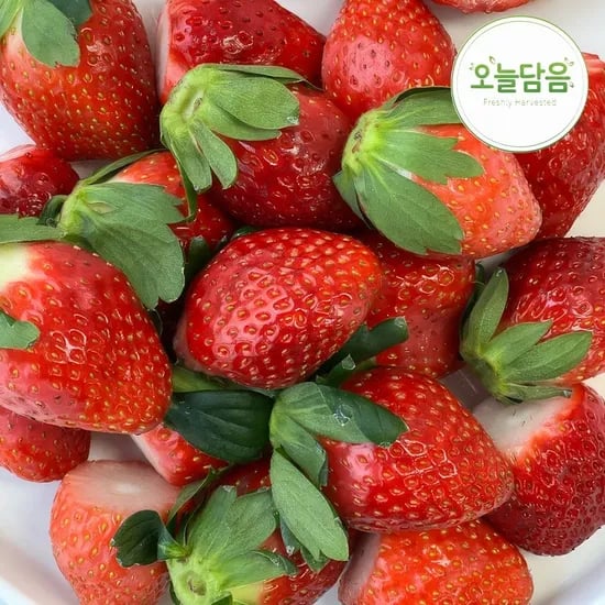 논산 설향 딸기 35-42구 750g 내외
