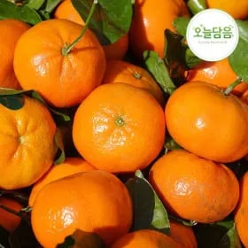제주 노지 감귤 10kg 대과