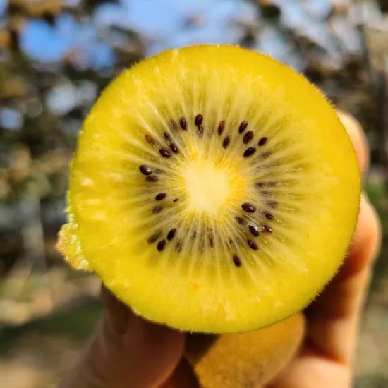 햇살바람 제주산 참다래 키위 2.5kg 25-35입