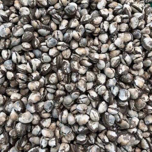 순천 새꼬막 2kg