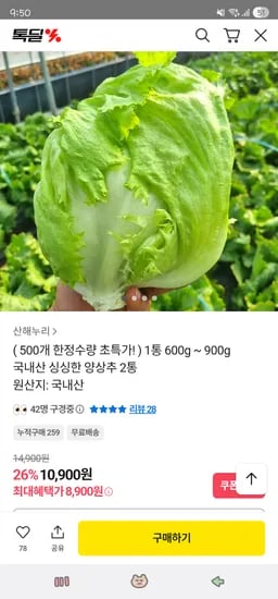양상추 2통 (600~900g)