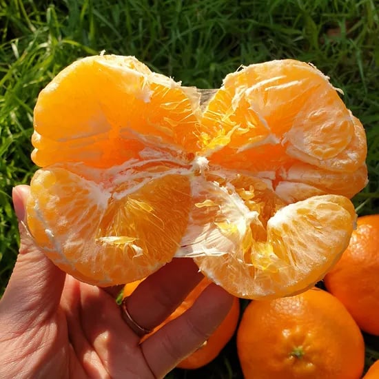 제주 레드향 3kg 대 8-11과