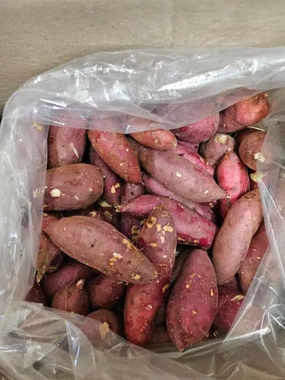 한입고구마