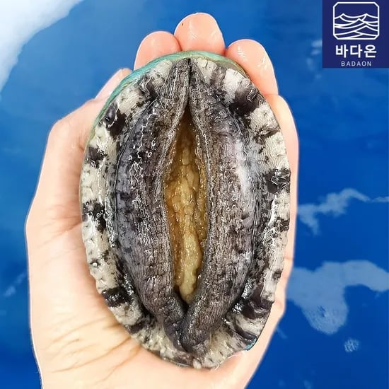 완도 활 전복 1kg 9-10미