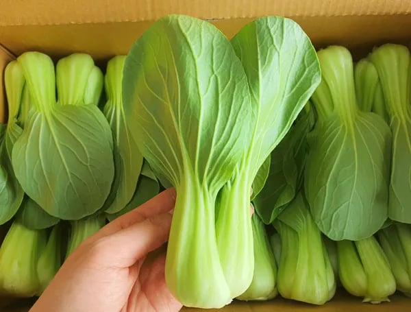 식사탐험 청경채 1kg
