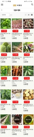 야채 13종